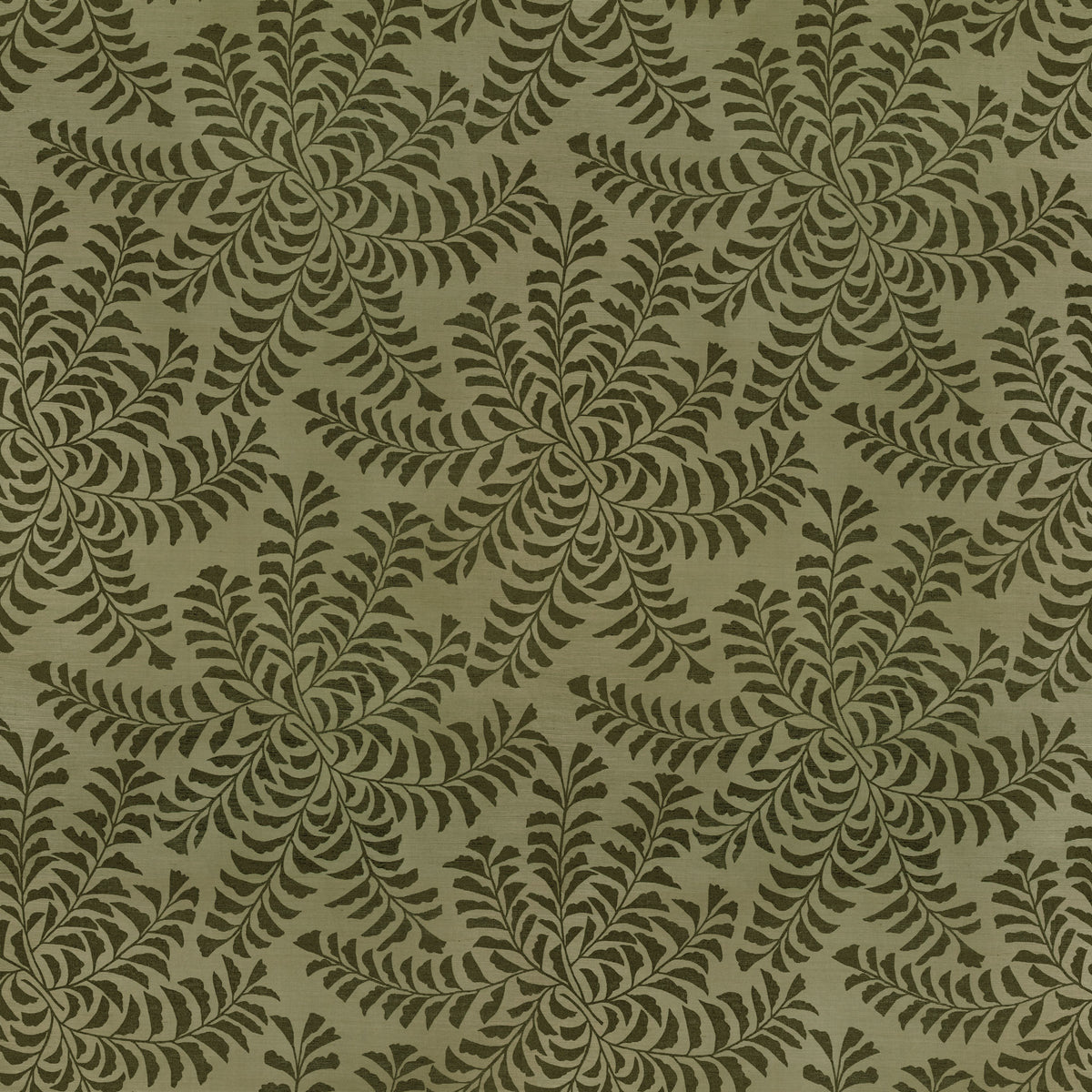 Fern